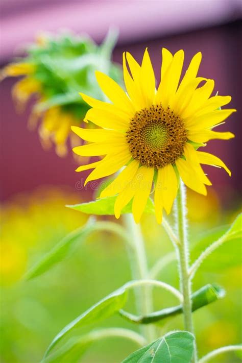Beautiful Sunflower In Sunflower Garden Stock Image Image Of