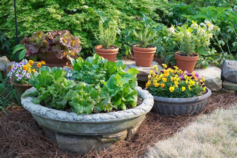 5 Tips For Container Gardening Success Eco Save Earth