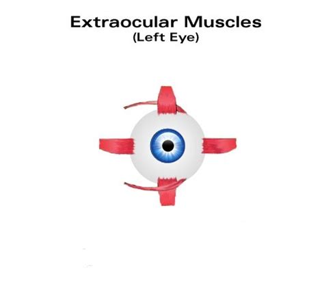 Extraocular Muscles Diagram Quizlet