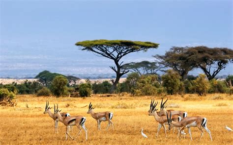 African Safari African Animals Africa Safari Savannah Chat