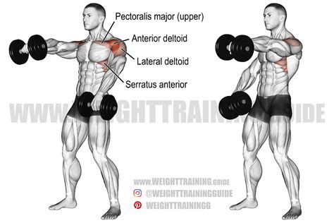Alternating Dumbbell Front Raise Guide And Video Weight Training Guide