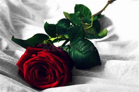 Single Red Rose Black And White Background
