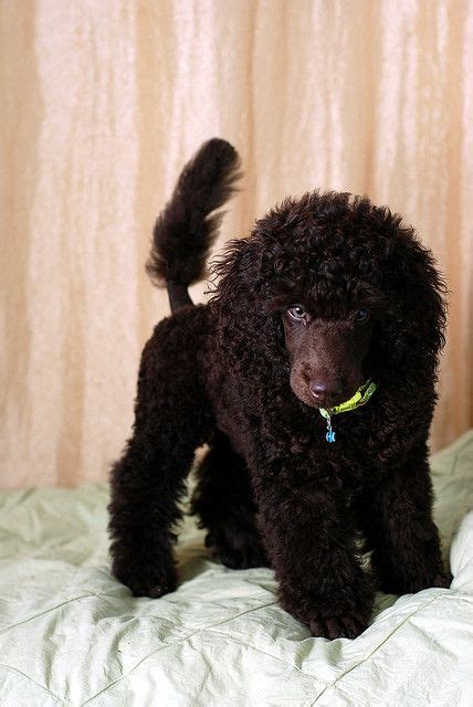 Betty jo is will be 5 years old and the puppy bobby just. brown miniature poodle puppy | Poodle puppy, Poodle puppy ...