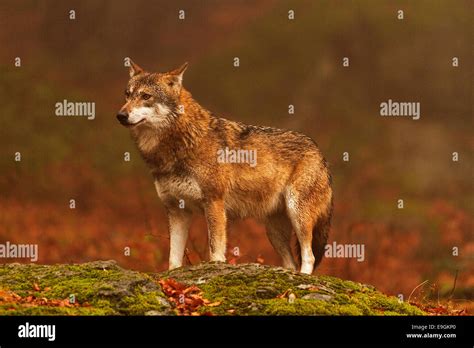 A Captive Female Grey Wolf Stands On A Rock In An Autumnal Forest
