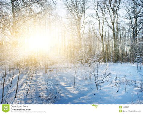 Winter Forest Scenic Stock Image Image Of Crystal Scenic 7663057