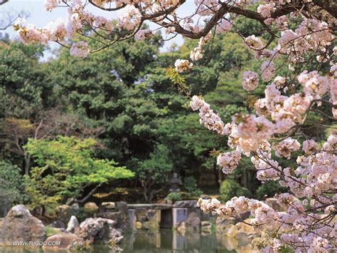 Japanese Garden Reflection Sakura Trees Beautiful Stone Bridge