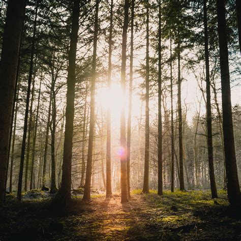 Sun Rays Through Forest Trees Wallpapers Wallpaper Cave