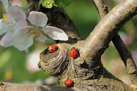 free images tree nature branch bird leaf flower wildlife produce insect ladybug