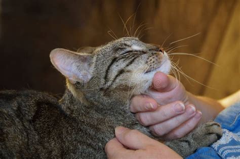 A Tabby Cat Being Petted Stock Photo Image Of Beautiful 214372682