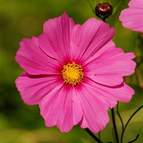 Radiance Cosmos Seeds A Striking Heirloom Cosmos Radiance Freely