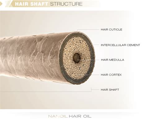 Hair Anatomy Part 2 Hair Shaft Structure — Blog Nanoil United States