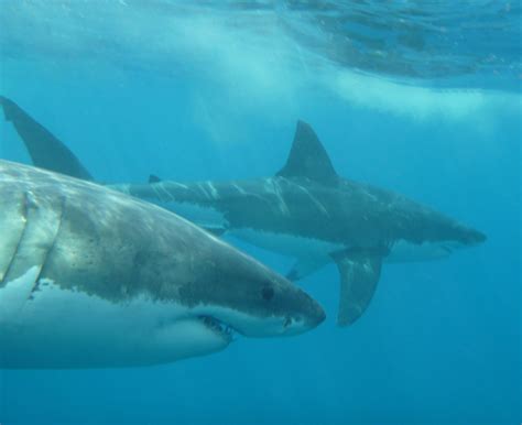 Not Often You See Two Great White Sharks Swimming Together Great