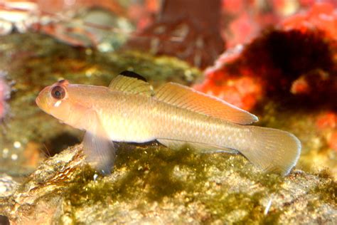 Blackeye Goby Alchetron The Free Social Encyclopedia