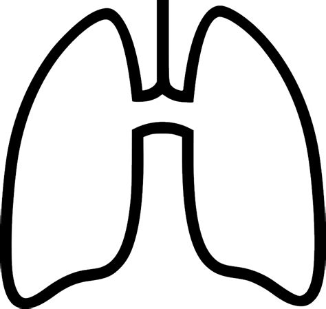 Lungs Png Transparent Image Download Size 800x759px