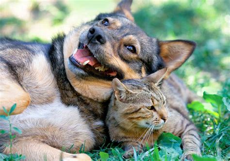 Plant symptoms of poisoning safe alternative; Plants Poisonous to Dogs and Cats:Poison Prevention for Pets