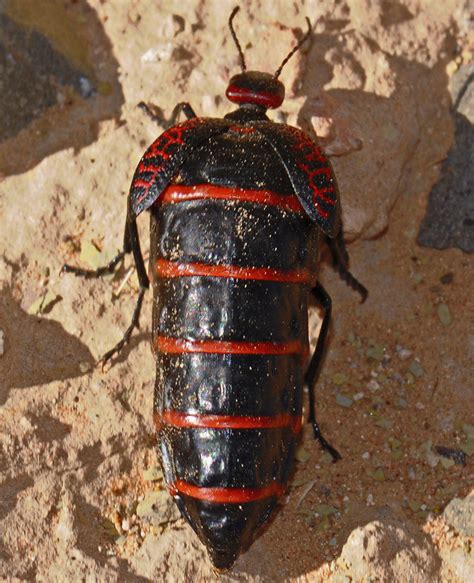 Maycintadamayantixibb Red And Black Blister Beetle
