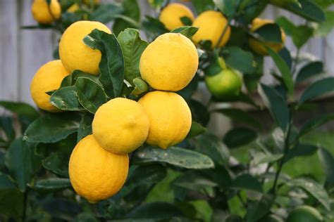 Dwarf Improved Meyer Lemon Tree Koolau Farmers