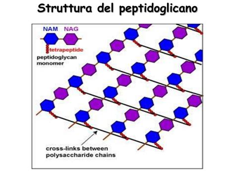 Peptidoglicano O Que é