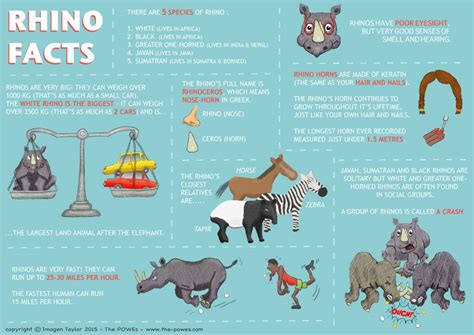 Rhino Facts The Powes