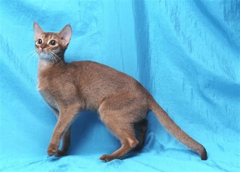 Abyssinian Cat Breed Information Buying Advice Photos