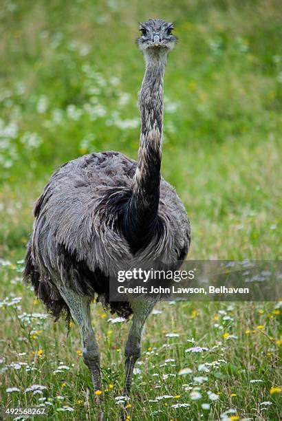 947 Rhea Bird Stock Photos, High-Res Pictures, and Images - Getty Images