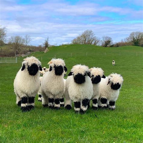 The Worlds Cutest Sheep Valais Blacknose Sheep Resemble Stuffed Toys