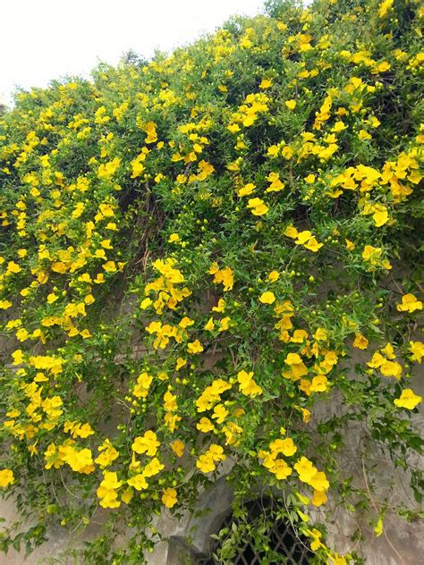 Maybe you would like to learn more about one of these? Pianta Rampicante Con Fiori Gialli