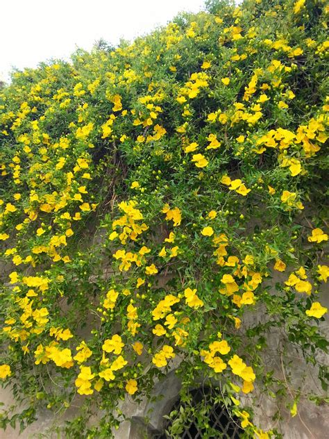 Arbusto sempreverde con foglie ovali che cresce bene in tutti i normali suoli da giardino non calcarei. Pianta Rampicante Con Fiori Gialli