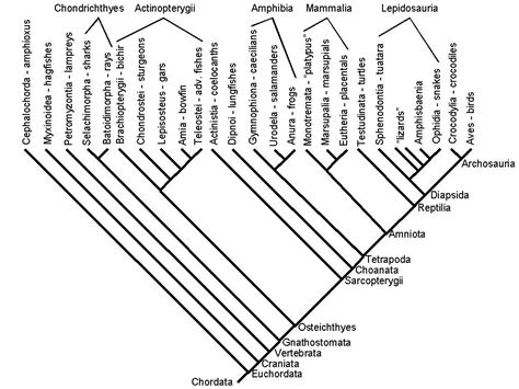 Vertebrate Phylogeny Science Nature Phylogenetic Tree Nature Education