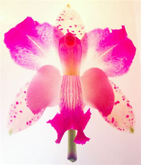 147 Best Orchids And Orchid Art Images On Pinterest Art Flowers Art