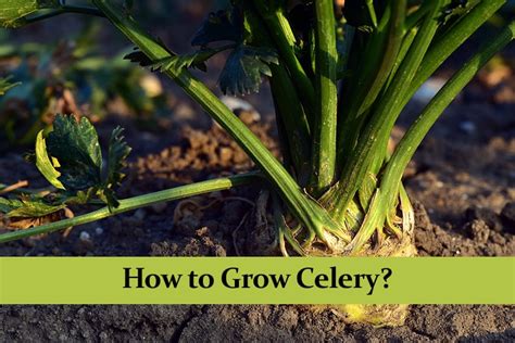 How To Grow Celery Comprehensive Guide Greenthumb Central