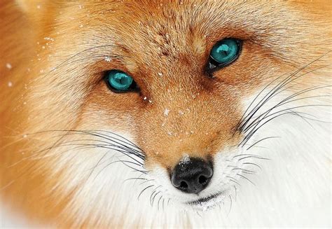 Blue Eyed Fox By Katthedevon On Deviantart Animals Beautiful Animals