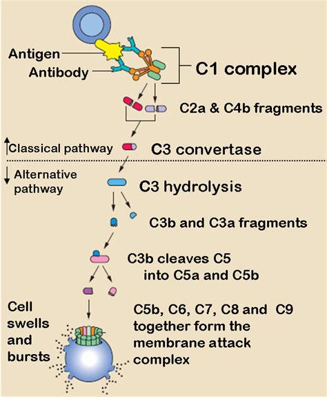 Classical Complement Pathway Wikidoc