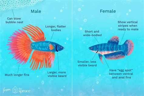 In addition to fish, they eat frogs, crayfish, and crabs. De betta vis: een uitgebreide introductie | AquascapingBlog