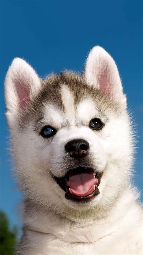 Puppies Cute Wallpapers Wallpaper Cave