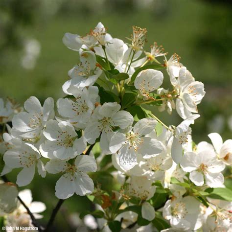 Learn About Snowdrift Crabapple Arbor Day Foundation