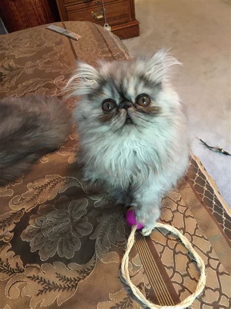 Persian Cats For Sale Waltham Ma 218719 Petzlover