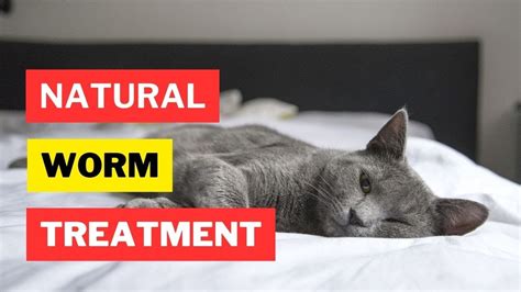 What Are The Best Natural Dewormers For Cats Cat Worms Cat Dewormer