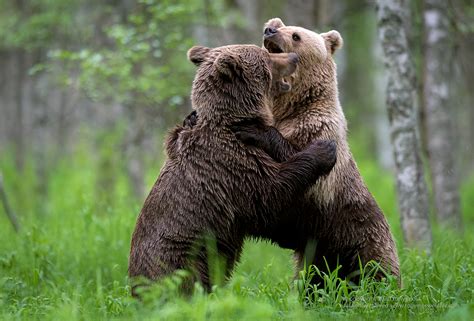 Eurasian Brown Bears Finlands Predators Tony Moss Wildlife