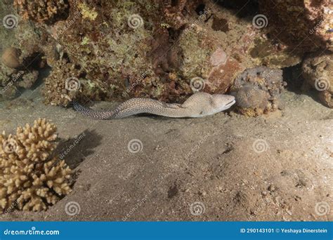 Moray Eel In The Red Sea Eilat Israel Stock Image Image Of Honeycomb