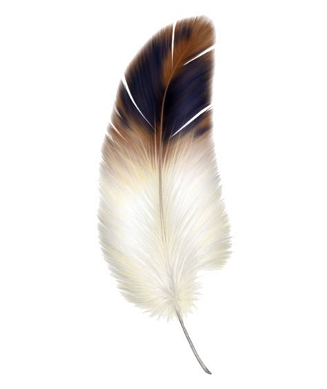 Free White Feathers Png Download Free White Feathers Png Png Images