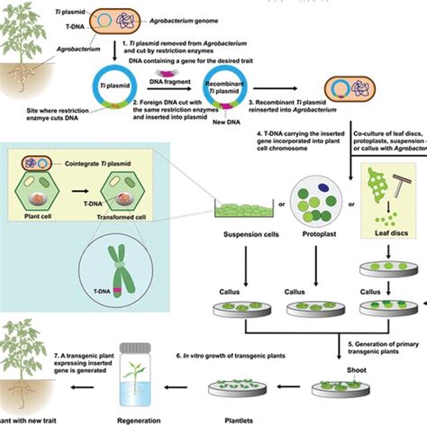 Schematic Showing Liposome‐mediated Plant Genetic Transformation A