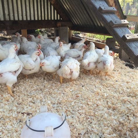 Raising Meat Chickens You Will Never Go Back To Store Bought Again Raising Meat Chickens