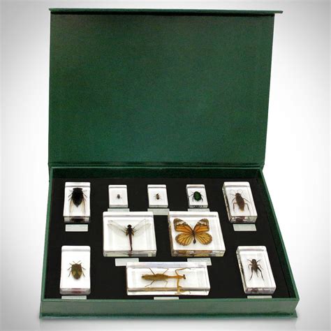 10 Insect Orders Collection Display Case Clearance Just For Fun