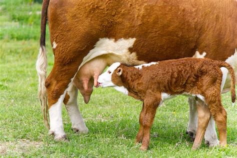 Veau Buvant Du Lait De La Mère Vache Avec Veau Nouveau Né Sur Lherbe