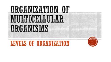 Organization Of Multicellular Organisms Levels Of Organization Ppt