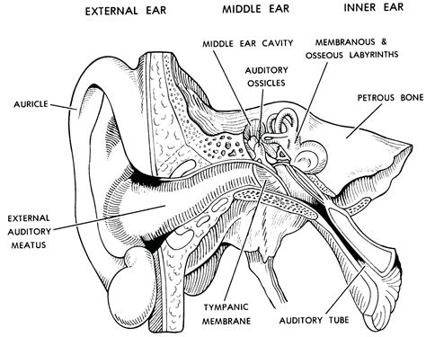 Diagram Of Human Ear With Labelling Human Anatomy