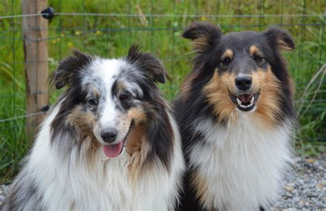 Dişi köpekler ve erkek köpekler arasındaki farklar Sayfa
