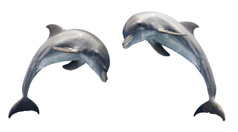 Dolphin Transparent Png Image Pngpix