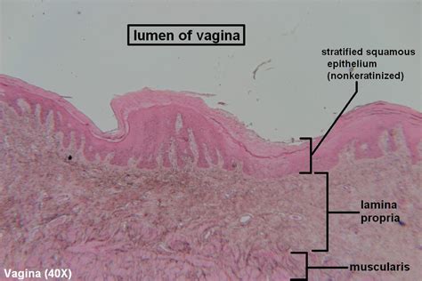 Vagina Tutorial Histology Atlas For Anatomy And Physiology